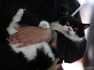 Wujudkan Jakarta Bebas Rabies, Pemerintah Gelar Vaksinasi Gratis