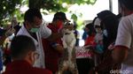 Kucing Hingga Anak Kera Lucu Ini Disuntik Vaksin Rabies