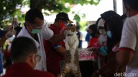 Lebih dari 100 hewan divaksin anti rabies hari ini.