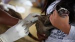 Kucing Hingga Anak Kera Lucu Ini Disuntik Vaksin Rabies