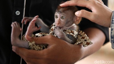 Kucing Hingga Anak Kera Lucu Ini Disuntik Vaksin Rabies