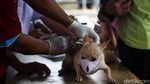 Kucing Hingga Anak Kera Lucu Ini Disuntik Vaksin Rabies