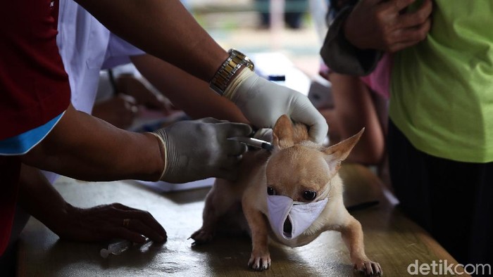 Vaksinasi Rabies Gratis Untuk Hewan Peliharaan 

Paramedis dari pusat kesehatan hewan (Puskeswan) Dinas Ketahanan, Pertanian, dan Perikanan Kota Adm. Jakarta Selatan menyuntikkan vaksin anti rabies secara gratis di kawasan Tebet, Jakarta, Sabtu (31/10/2020). Pemberian Vaksin Rabies gratis tersebut untuk menghindari dan mengantisipasi penyebaran penyakit rabies kepada hewan peliharaan. Lebih dari 100 hewan di vaksin anti rabies. Hewan yang divaksin antara lain kucing, musang, dan anjing. Tahun 2020 ini target Sudin Ketahanan Pangan Kelautan dan Pertanian dalam pencapaian vaksinasi rabies ini sebanyak 6.500 ekor, dan sudah mencapai 70 persen. Agung Pambudhy/Detikcom.
