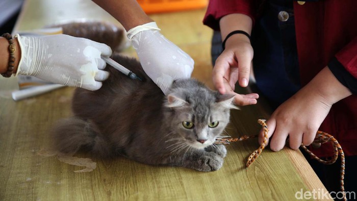  Kucing  Hingga Anak Kera Lucu Ini Disuntik Vaksin Rabies