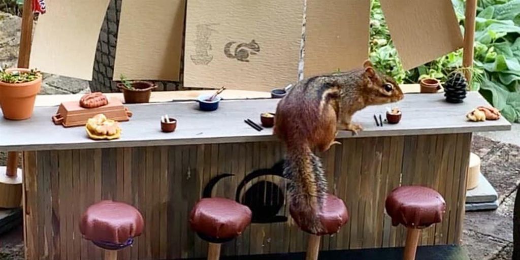 Lucu! Jurnalis Ini Bikin 'Restoran' Khusus Tupai Selama Pandemi