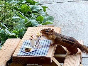 Lucu! Jurnalis Ini Bikin Restoran Khusus Tupai Selama Pandemi