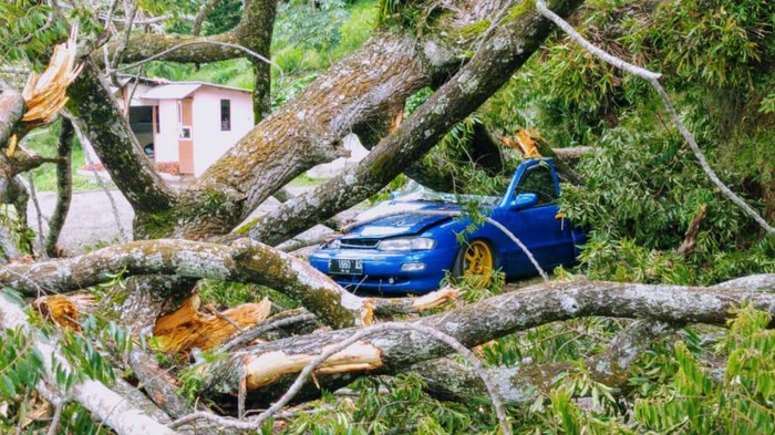 Pohon tumbang timpa mobil di puncak cianjur