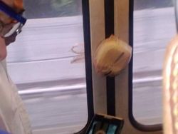 Wkwk! 10 Kejadian Kocak di Kereta