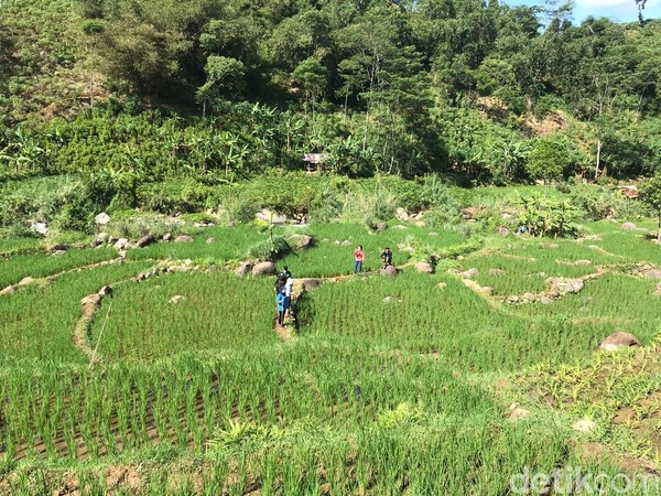 Ada paket dengan jalur pendek dengan estimasi 3-4 jam perjalanan, jalur medium 4-5 jam perjalanan. Ada juga jalur medium dengan estimasi 3 jam perjalanan tapi dengan trek yang sulit. Ada paket dengan jalur pendek dengan estimasi 3-4 jam perjalanan, jalur medium 4-5 jam perjalanan. Ada juga jalur medium dengan estimasi 3 jam perjalanan tapi dengan trek yang sulit.