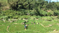 Ada paket dengan jalur pendek dengan estimasi 3-4 jam perjalanan, jalur medium 4-5 jam perjalanan. Ada juga jalur medium dengan estimasi 3 jam perjalanan tapi dengan trek yang sulit.