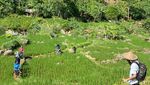 Nagih Banget! Hiking di Sentul