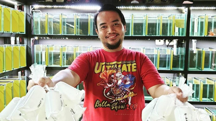 Ikan cupang