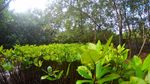 Potret Hutan Mangrove Pangandaran yang Terbengkalai