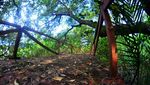 Potret Hutan Mangrove Pangandaran yang Terbengkalai