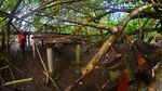 Potret Hutan Mangrove Pangandaran yang Terbengkalai