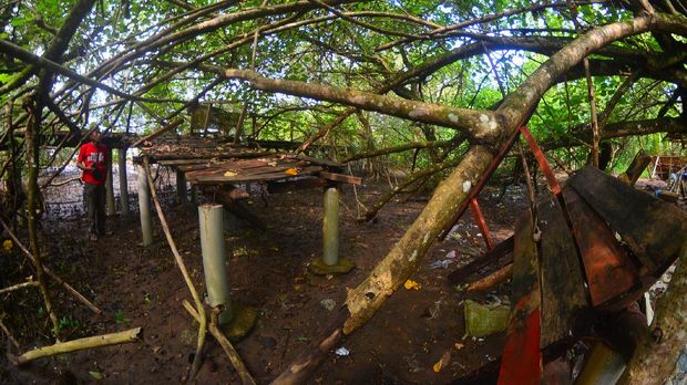 Jembatan hutan mangrove