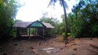 Menurut warga setempat, Omay, penenaman pohon mangrove dilakukan pada tahun 2003. (Faizal Amiruddin/detikcom)