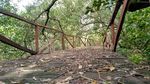 Potret Hutan Mangrove Pangandaran yang Terbengkalai