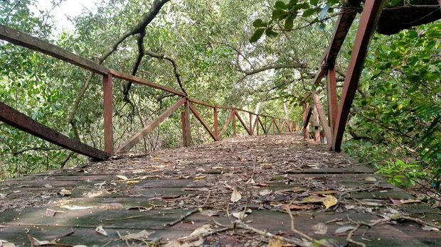 Jembatan hutan mangrove