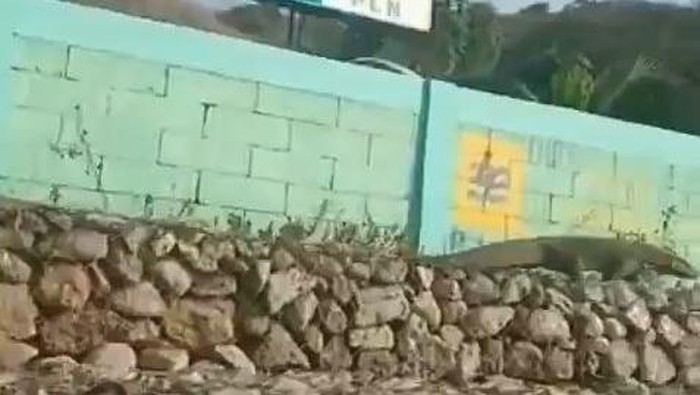 Komodo nyasar di PLTD PLN Pulau Komodo