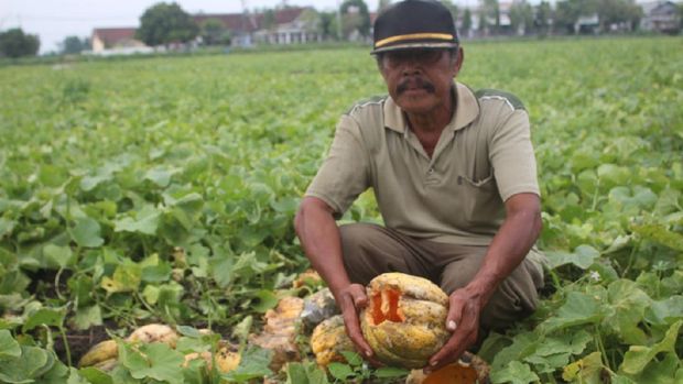 viral petani hancurkan buah
