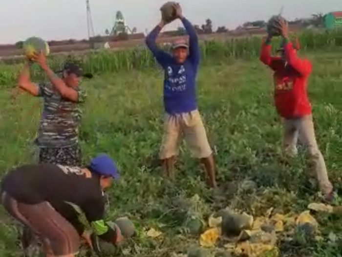 viral petani hancurkan buah