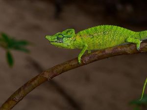 Setelah 1 Abad, Bunglon Langka Madagaskar Kembali Ditemukan