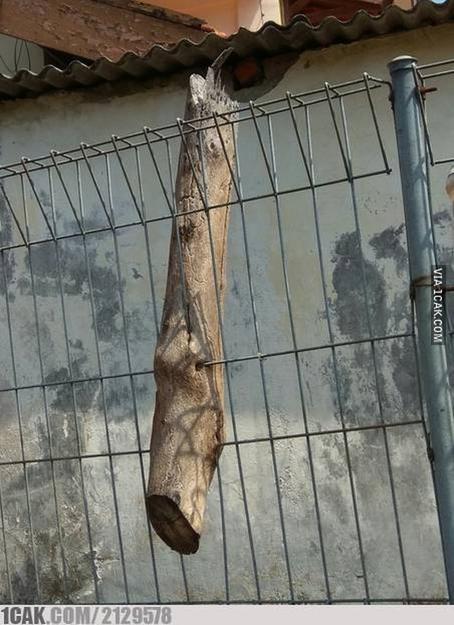 Entah gimana ceritanya batang pohon bisa nyangkut di pagar kayak gitu. Mau dipindahin juga susah, jadinya kayak gini deh. Foto: 1cak.com