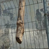 Entah gimana ceritanya batang pohon bisa nyangkut di pagar kayak gitu. Mau dipindahin juga susah, jadinya kayak gini deh. Foto: 1cak.com