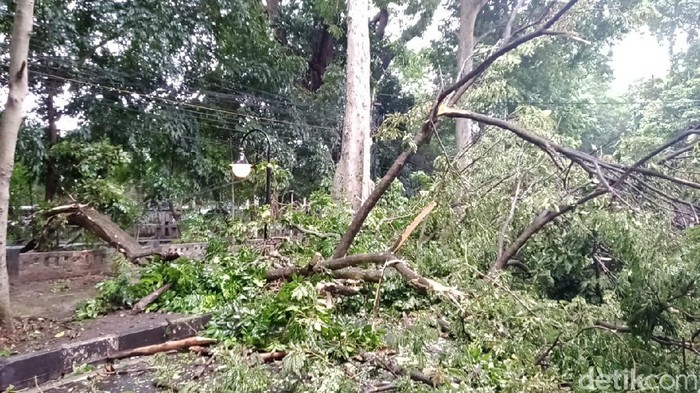 Pohon Tumbang di Bogor