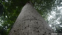 Berbagai jenis pohon seperti pohon kapuk, mangga, kecapi dan jenis lainnya tumbuh di kawasan Condet yang bisa dimanfaatkan sebagai wisata pendidikan bagi warga Jakarta dan juga sekitarnya.  