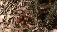 Tanaman buah Salak salah satunya menjadi salah satu buah khas Condet dan milik Jakarta yang keberadaannya harus dilestarikan sebagai bagian dari nilai keragaman hayati yang ada di bantaran sungai Ciliwung.  