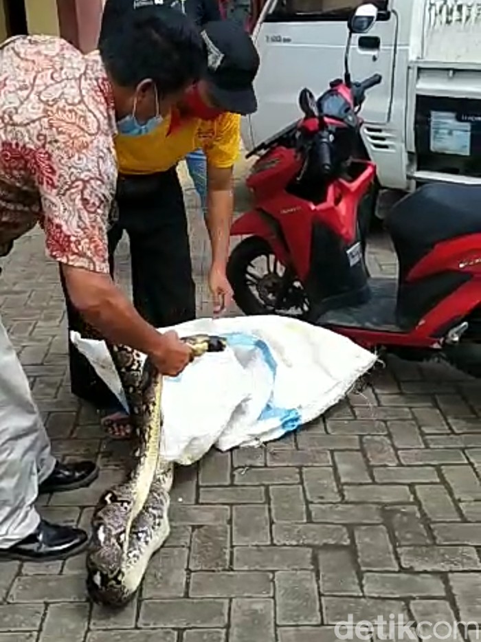 Seekor ular sanca sepanjang empat meter ditangkap pedagang Pasar Legi Songgolangit. Ular tersebut ditangkap usai memangsa 2 ayam.