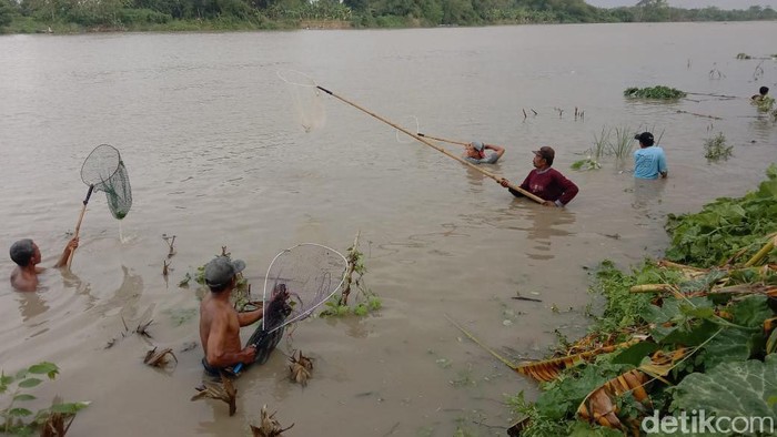 warga Lamongan berburu ikan mabuk