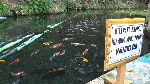 Foto: Asyik Selfie Underwater Bareng Ikan di Lumajang