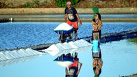 Untuk itu, pemerintah berupaya meningkatkan kemampuan dan kapasitas para petani garam dan menyediakan kemudahan akses petani garam terhadap ilmu pengetahuan, teknologi, informasi, lahan dan pembiayaan untuk kepentingan pengembangan usaha. Kemenko Marves menegaskan bahwa pengembangan program ini sedang dirancang oleh Kementerian Kelautan dan Perikanan untuk periode 2020-2024.  