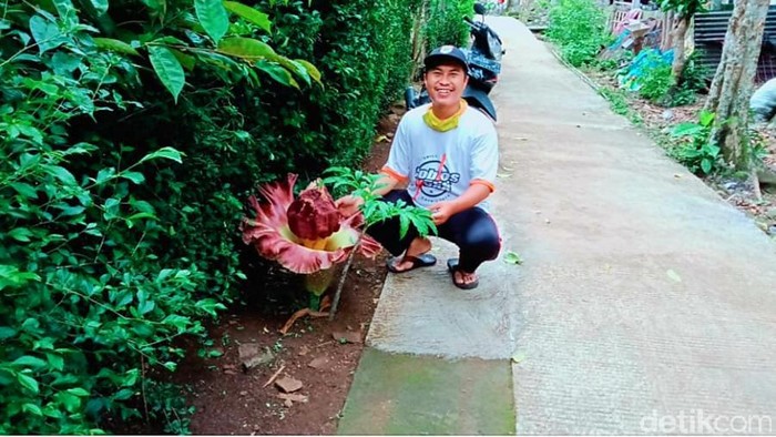 bunga bangkai suweg tumbuh di salatiga