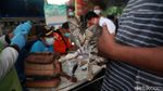 Vaksinasi Rabies Digencarkan di Jakarta