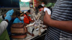 Dinas KPKP Jakarta gencar melakukan vaksinasi rabies bagi kucing dan anjing dengan membuka poska di Kebon Kelapa. Hal ini dilakukan agar Jakarta bebas rabies.