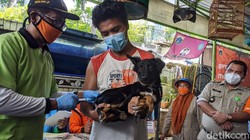 Dinas KPKP Jakarta gencar melakukan vaksinasi rabies bagi kucing dan anjing dengan membuka poska di Kebon Kelapa. Hal ini dilakukan agar Jakarta bebas rabies.