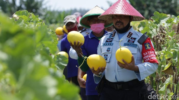 Lapas Banyuwangi Panen Raya Melon dan Semangka