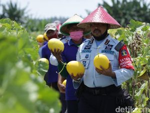 Lapas Banyuwangi Panen Raya Melon dan Semangka