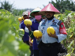 Lapas Banyuwangi Panen Raya Melon dan Semangka