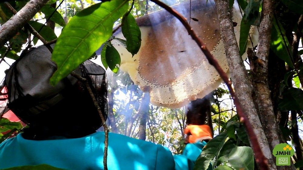 Madu Hutan Apis Dorsata, Madu Lebah Raksasa dari Indonesia