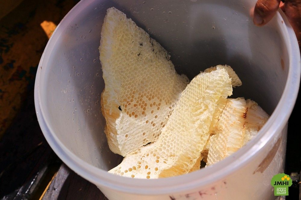 Madu Hutan Apis Dorsata, Madu Lebah Raksasa dari Indonesia