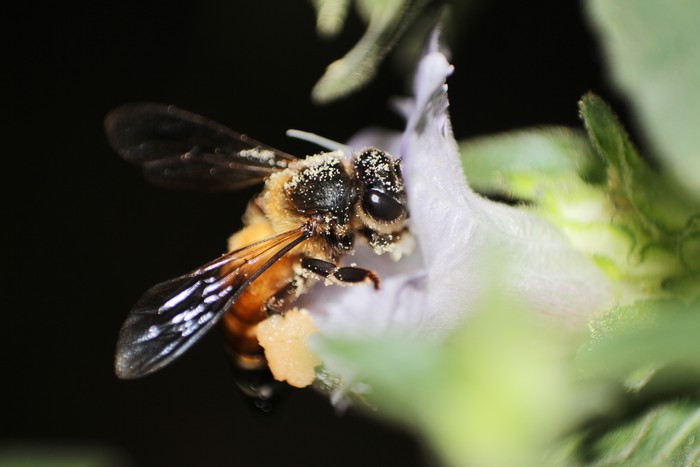 Madu Hutan Apis  Dorsata  Madu Lebah  Raksasa dari Indonesia