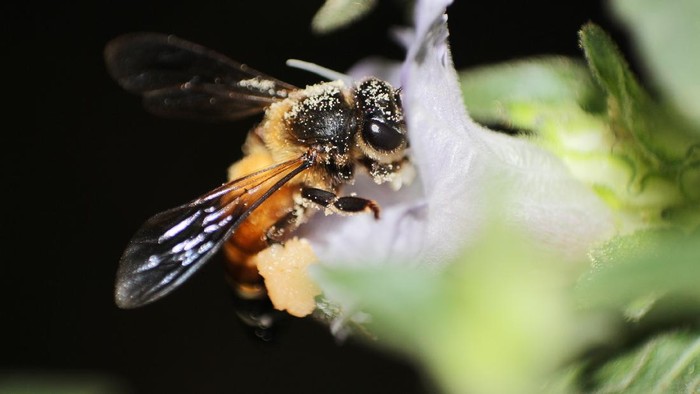 Madu Hutan Apis Dorsata, Madu Lebah Raksasa dari Indonesia