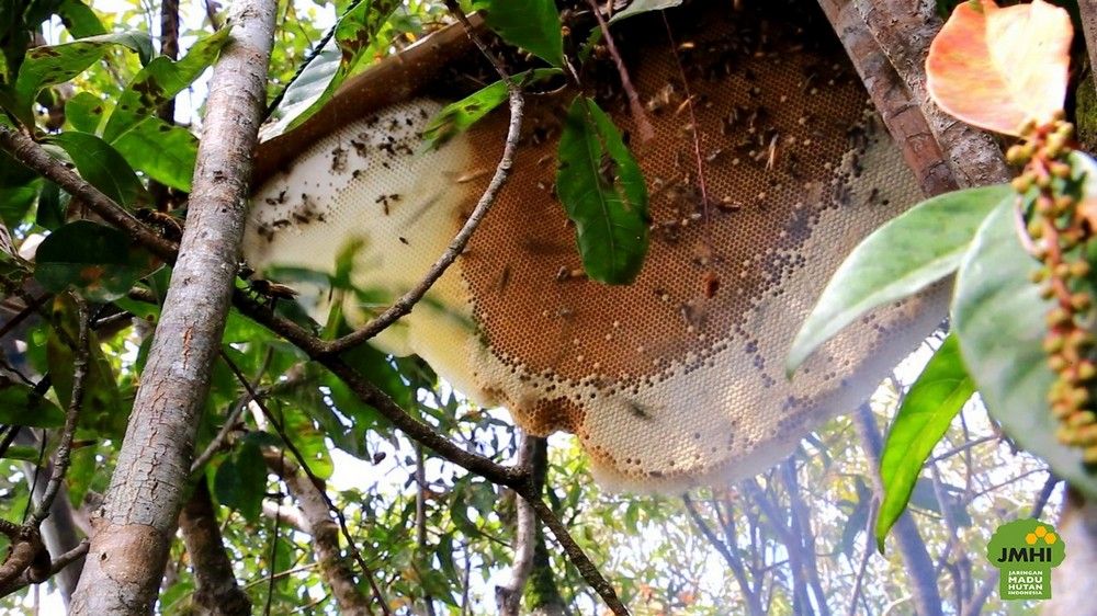 Madu Hutan Apis Dorsata Madu Lebah Raksasa Dari Indonesia