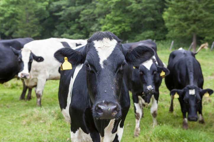 Mengenal Hokkaido Milk, Susu Jepang yang Creamy dan Kaya Rasa