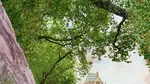Potret Hutan Kota yang Diimpikan Warga London